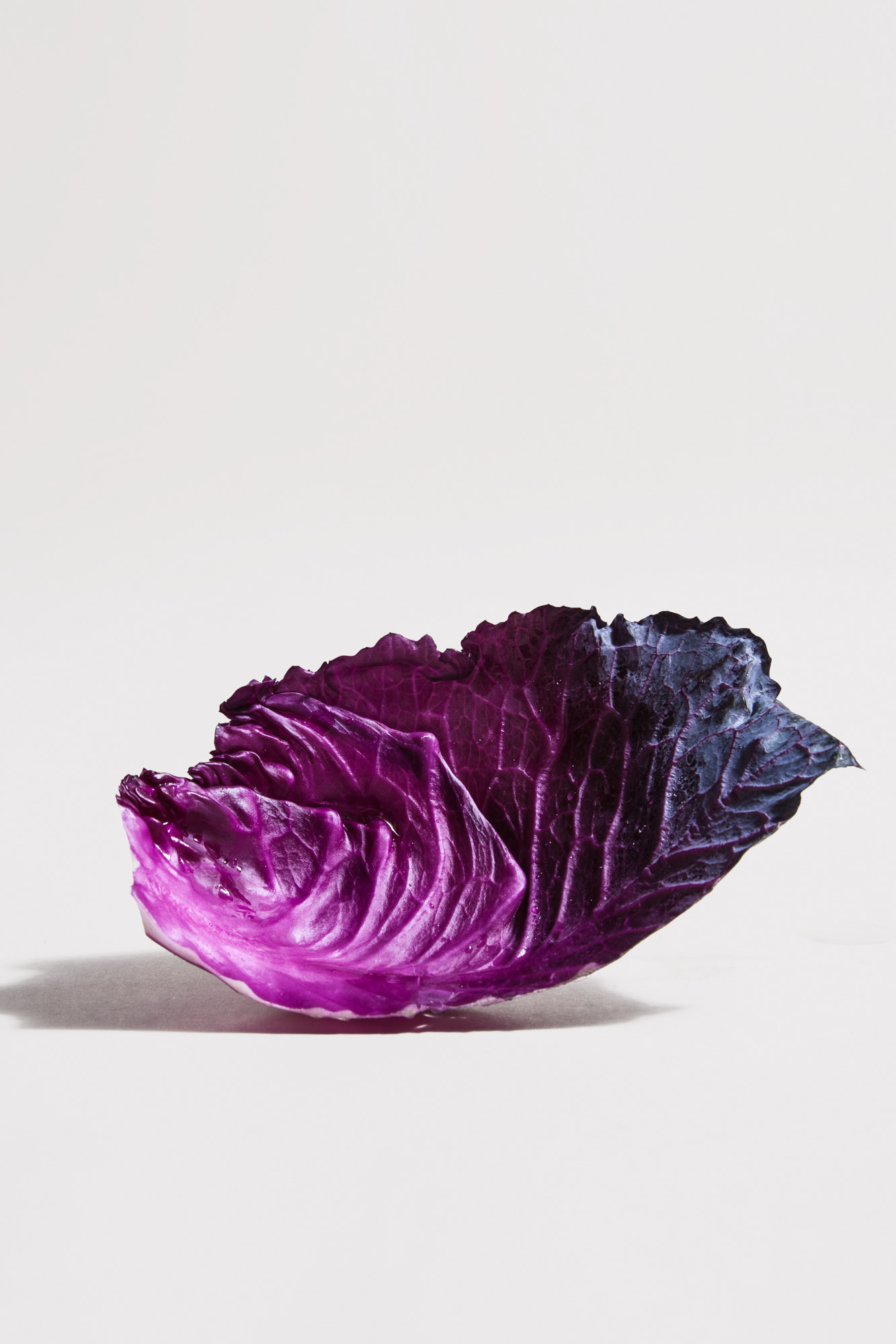 SMCLEOD_LocavoreTAS (14 of 28)_Cabbage
