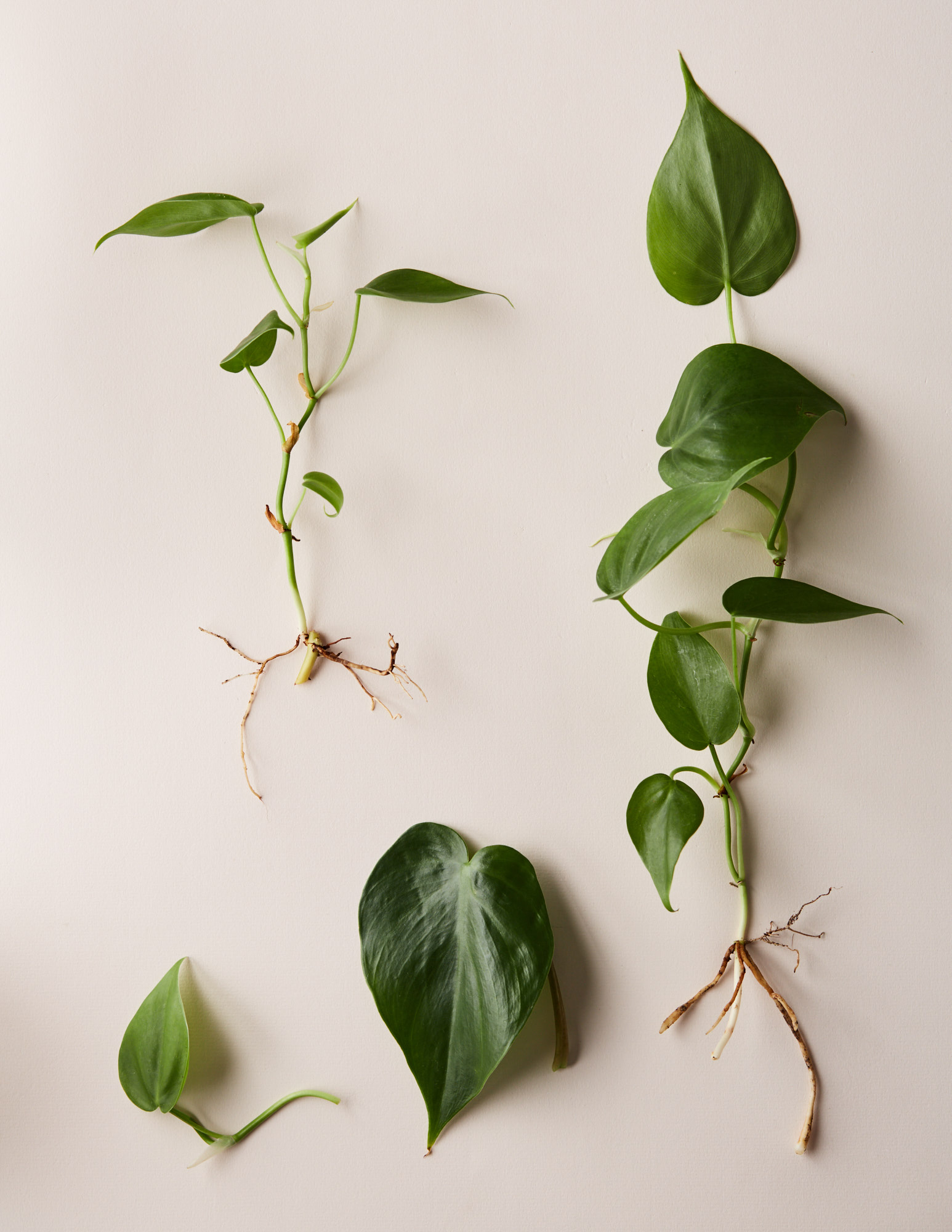 The Healing Power of Plants