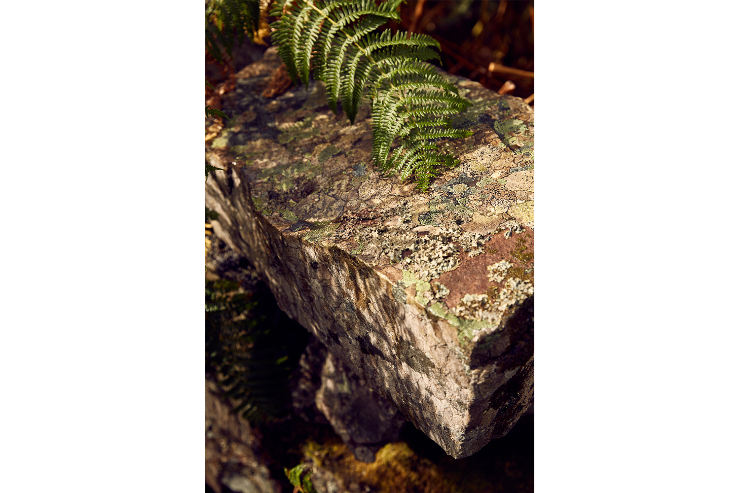 CMSGrant_ManishMore_016